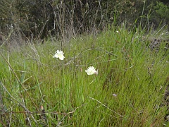 platystemon californicus